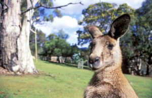 Lee más sobre el artículo Australia Esencial