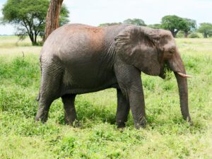Kenya, Tanzania y Zanzibar