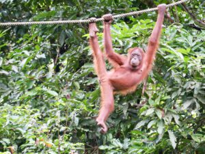 Malasia y la Joya de Borneo